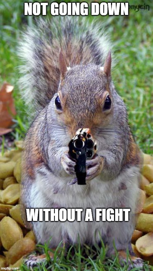 funny squirrels with guns (5) | NOT GOING DOWN WITHOUT A FIGHT | image tagged in funny squirrels with guns 5 | made w/ Imgflip meme maker