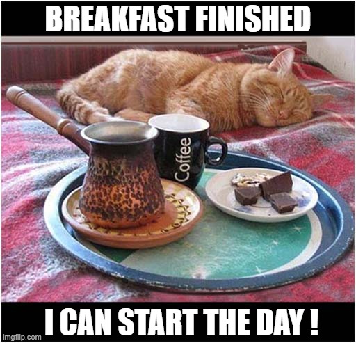 Good Morning World ! | BREAKFAST FINISHED; I CAN START THE DAY ! | image tagged in cat,breakfast,coffee,sleeping | made w/ Imgflip meme maker