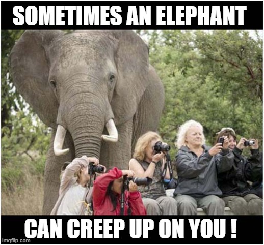 He's Behind You ! | SOMETIMES AN ELEPHANT; CAN CREEP UP ON YOU ! | image tagged in elephant,behind you | made w/ Imgflip meme maker