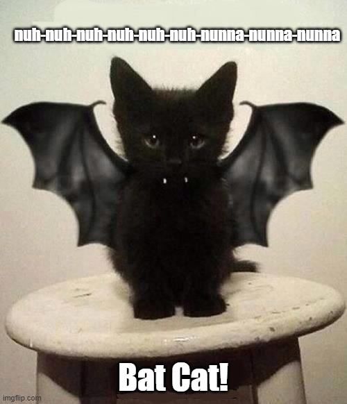 bat cat | nuh-nuh-nuh-nuh-nuh-nuh-nunna-nunna-nunna Bat Cat! | image tagged in bat cat | made w/ Imgflip meme maker