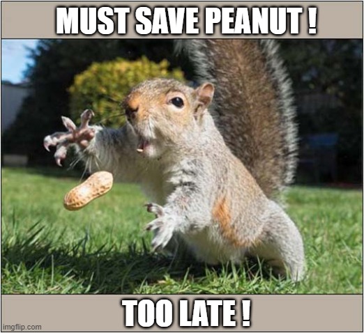 RIP Peanut ! | MUST SAVE PEANUT ! TOO LATE ! | image tagged in squirrel,peanut,rip,american politics | made w/ Imgflip meme maker