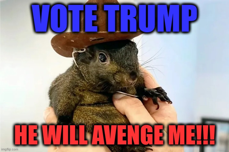 VOTE TRUMP; HE WILL AVENGE ME!!! | image tagged in trump,squirrel,peanut,election | made w/ Imgflip meme maker