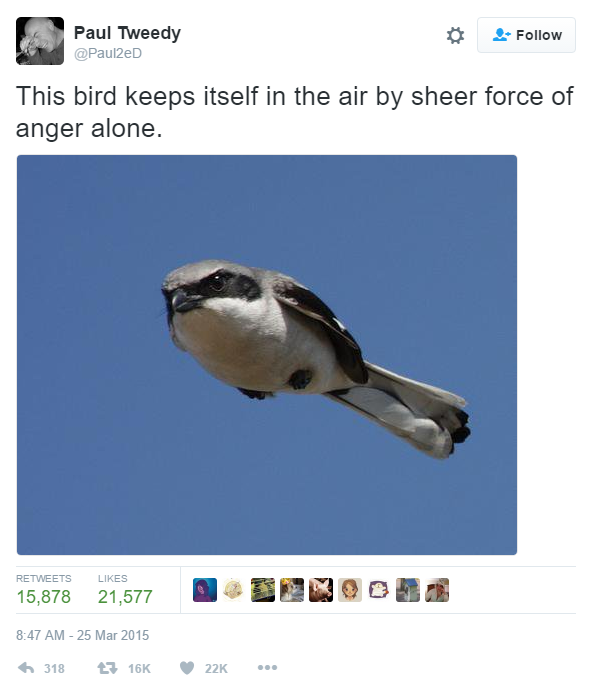 This Bird Keeps Itself In The Air By Sheer Force of Anger Alone Blank Meme Template