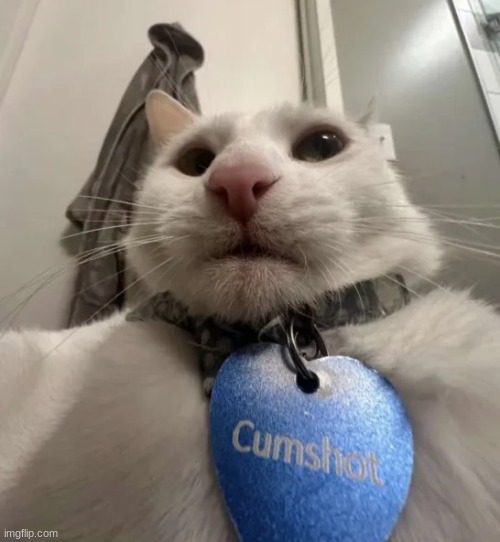 this cat is so cute | image tagged in gifs,memes,funny,shitpost,cats,discord | made w/ Imgflip meme maker