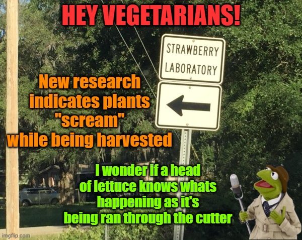 The vegicide of leafy greens needs to stop | HEY VEGETARIANS! New research indicates plants "scream" while being harvested; I wonder if a head of lettuce knows whats happening as it's being ran through the cutter | image tagged in vegetarian,vegetable,harvest,broccoli,kermit the frog | made w/ Imgflip meme maker