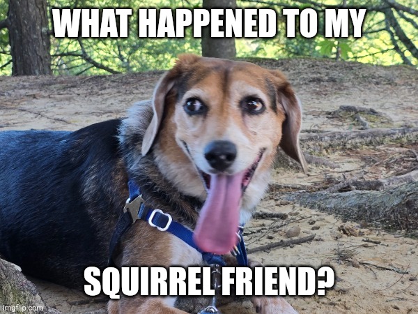 Beagle / squirrel | WHAT HAPPENED TO MY; SQUIRREL FRIEND? | image tagged in squirrel | made w/ Imgflip meme maker