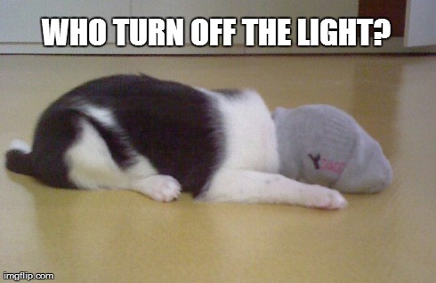 WHO TURN OFF THE LIGHT? | image tagged in cats | made w/ Imgflip meme maker
