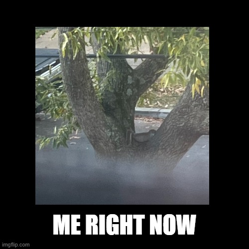 Election Day Squirrel | ME RIGHT NOW | image tagged in squirrel,election,anxiety | made w/ Imgflip meme maker