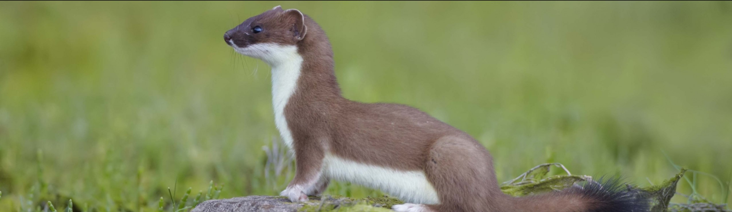 Stoat seeing the future Blank Meme Template