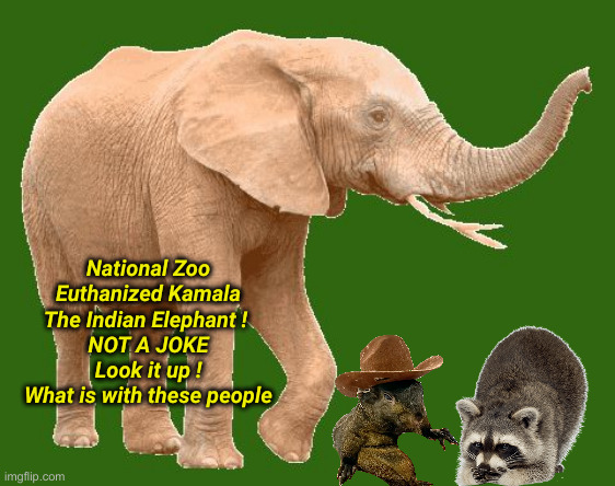 Always Needling Something or Somebody | National Zoo Euthanized Kamala The Indian Elephant ! 
NOT A JOKE
Look it up !
What is with these people | image tagged in elephantitis of the existence,political meme,funny,funny memes | made w/ Imgflip meme maker