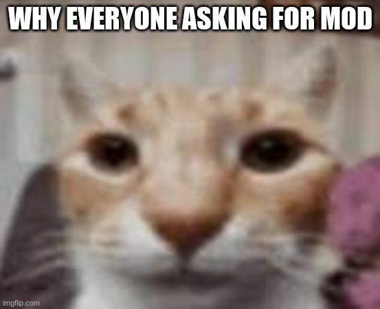 :| | WHY EVERYONE ASKING FOR MOD | made w/ Imgflip meme maker