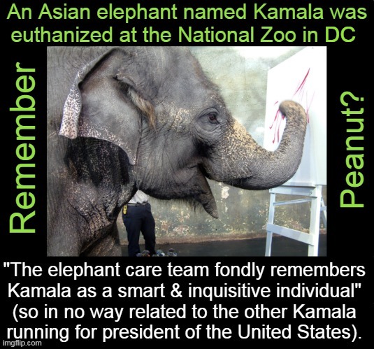 Kamala was euthanized due to failing health. Kamala Harris understandably concerned as she has a failing campaign... | DC | image tagged in kamala harris,kamala the elephant,news,the more you know,euthanasia,elephants and squirrels united for trump | made w/ Imgflip meme maker