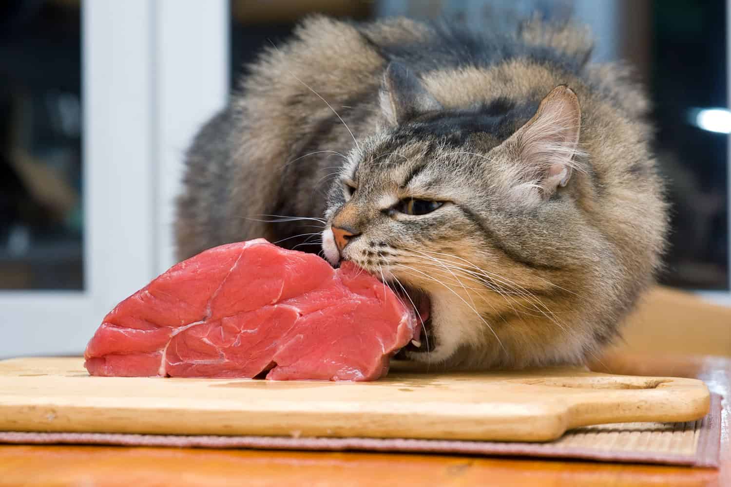 Cat and a piece of meat Blank Meme Template