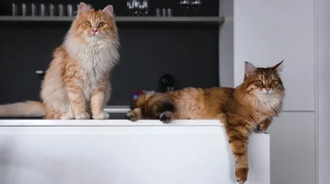 Cats on kitchen counter Blank Meme Template