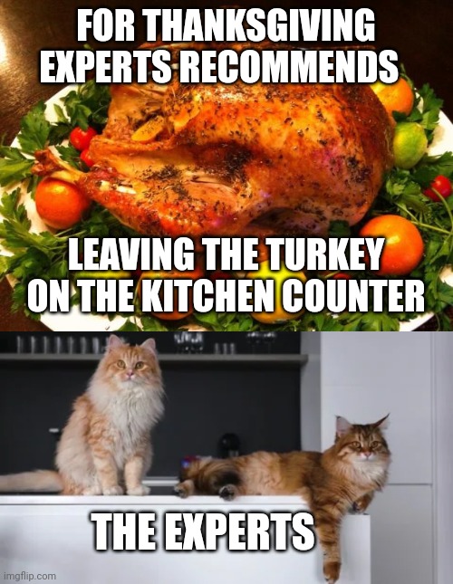 FOR THANKSGIVING EXPERTS RECOMMENDS; LEAVING THE TURKEY ON THE KITCHEN COUNTER; THE EXPERTS | image tagged in roasted turkey,cats on kitchen counter | made w/ Imgflip meme maker