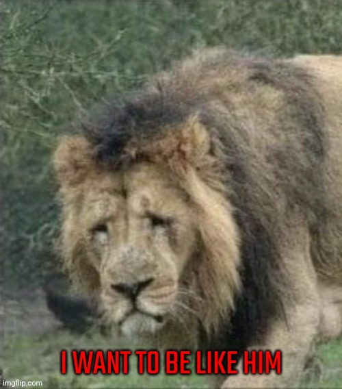 Sad Lion | I WANT TO BE LIKE HIM | image tagged in sad lion | made w/ Imgflip meme maker