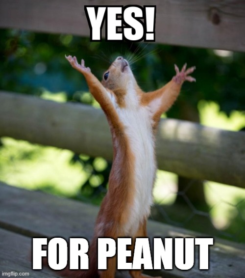 FOR PEANUT | image tagged in yes | made w/ Imgflip meme maker