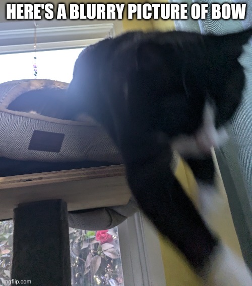 Bow go jump | HERE'S A BLURRY PICTURE OF BOW | image tagged in jump,blur | made w/ Imgflip meme maker