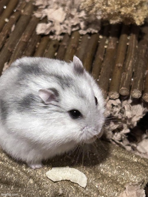 I sure hope nobody wishes death upon this hamster | image tagged in die | made w/ Imgflip meme maker