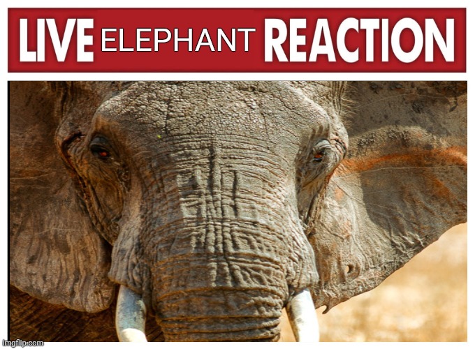 Live Elephant Reaction | ELEPHANT | image tagged in live reaction,elephant | made w/ Imgflip meme maker