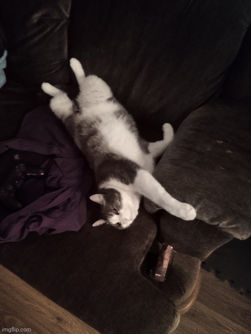 This really how I find my cat after a long day of work | made w/ Imgflip meme maker