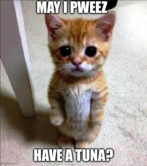 Pweez? | MAY I PWEEZ; HAVE A TUNA? | image tagged in cute cat standing,tuna,cats,please,cat | made w/ Imgflip meme maker