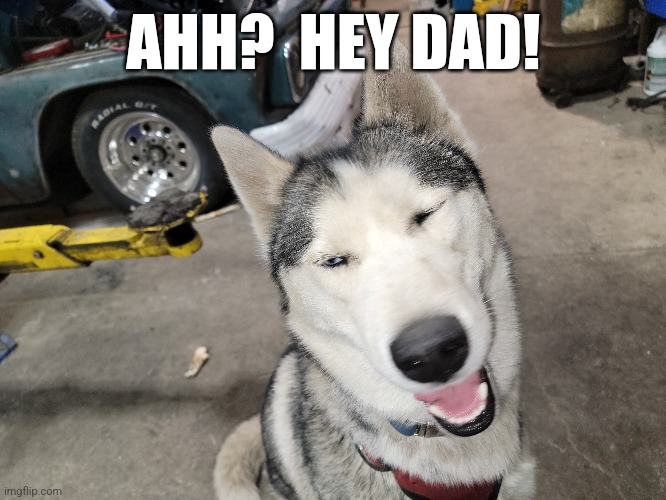 #doggo | AHH?  HEY DAD! | image tagged in dogs | made w/ Imgflip meme maker