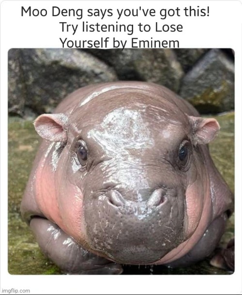 For a Friend You Know Who You Are, U Know I Care When I Do This! | image tagged in for a friend you know who you are u know i care when i do this,baby,hippo,real,friend,meme | made w/ Imgflip meme maker