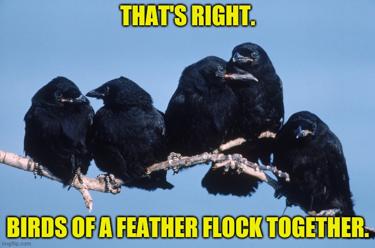 THAT'S RIGHT. BIRDS OF A FEATHER FLOCK TOGETHER. | made w/ Imgflip meme maker