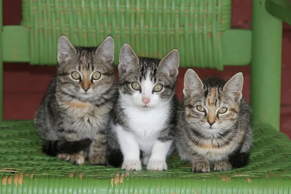 Kittens in chair Blank Meme Template