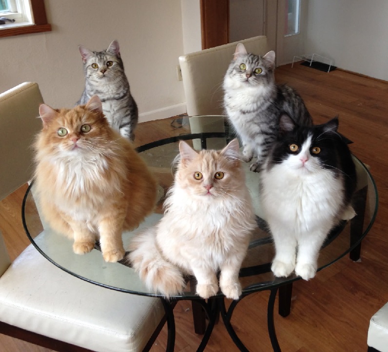 Cats on table Blank Meme Template