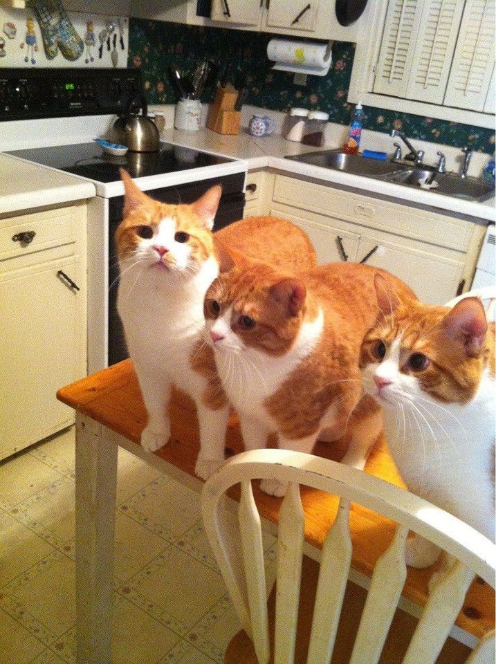 Cats on table Blank Meme Template