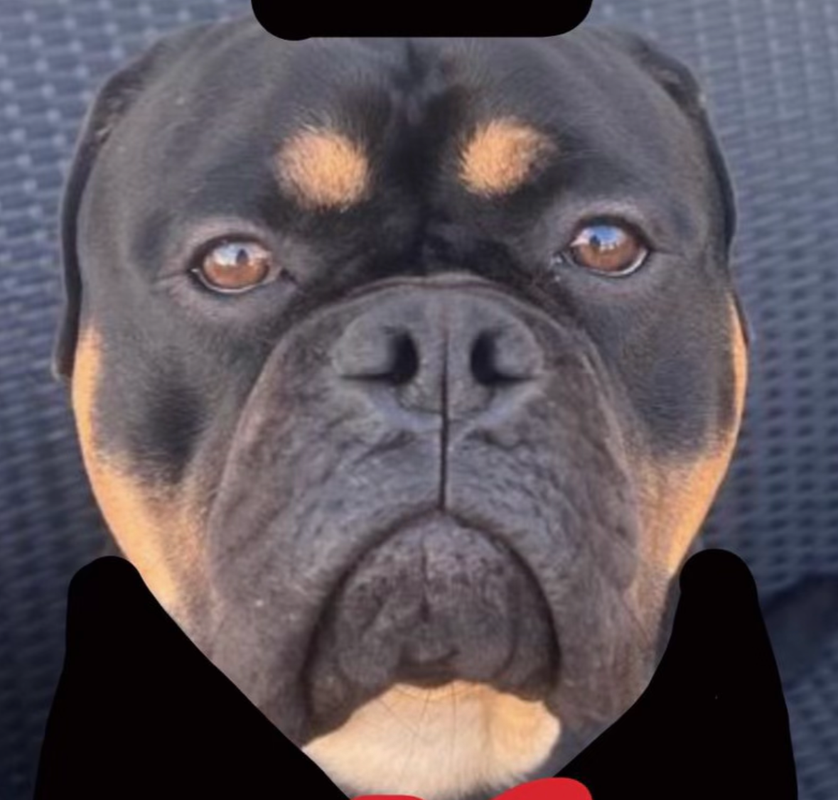 COCO Bad dog Blank Meme Template