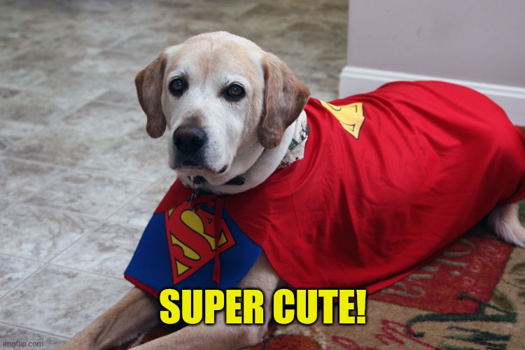 Super Dog | SUPER CUTE! | image tagged in super dog | made w/ Imgflip meme maker