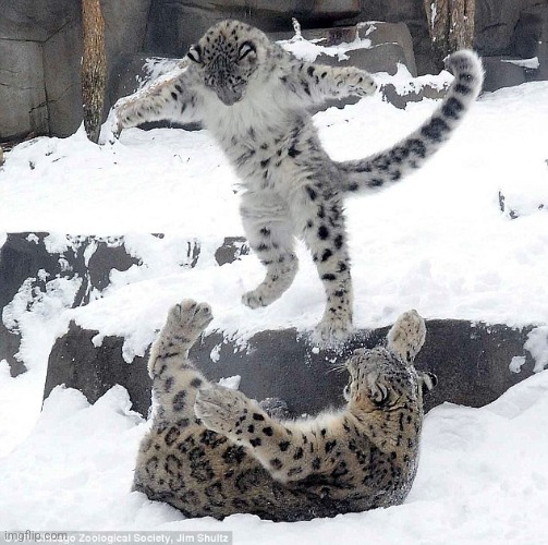 snow leopard | image tagged in snow leopard | made w/ Imgflip meme maker