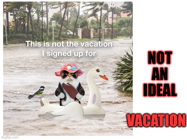 This is what Hurricane Milton did | NOT
AN
IDEAL; VACATION | image tagged in vacation,cats,flood,ducks,florida | made w/ Imgflip meme maker