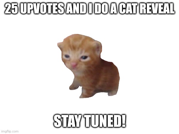 25 ups | 25 UPVOTES AND I DO A CAT REVEAL; STAY TUNED! | image tagged in cat reveal | made w/ Imgflip meme maker