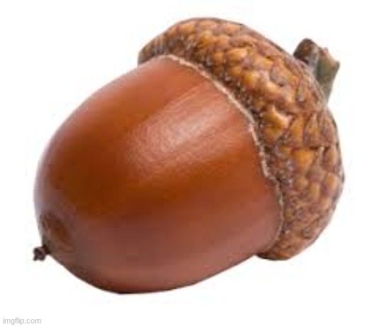 Acorn | image tagged in acorn | made w/ Imgflip meme maker