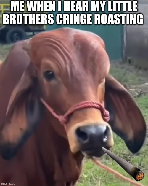 Hi | ME WHEN I HEAR MY LITTLE BROTHERS CRINGE ROASTING | image tagged in cow eyebrow raise | made w/ Imgflip meme maker