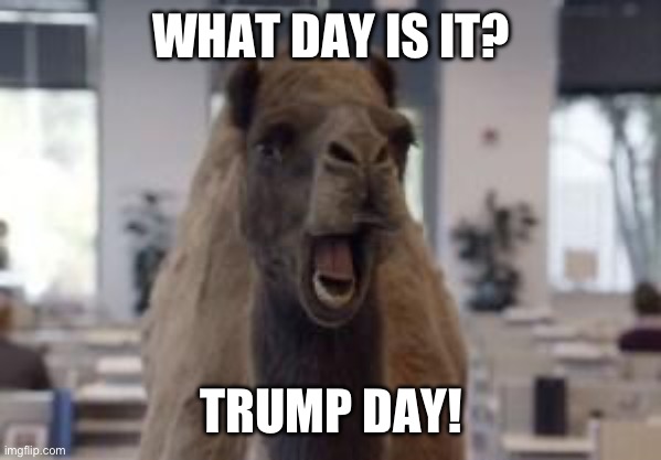 Wednesday is what day? | WHAT DAY IS IT? TRUMP DAY! | image tagged in hump day camel,donald trump,politics | made w/ Imgflip meme maker