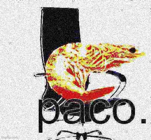 paco. | image tagged in paco | made w/ Imgflip meme maker