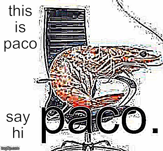 say hello to the shrimp | this is paco; say hi | image tagged in paco | made w/ Imgflip meme maker