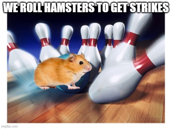 We use hamsters for bowling. We use cats for trick shots and we use dogs for hide and seek. | WE ROLL HAMSTERS TO GET STRIKES | image tagged in bowling strike | made w/ Imgflip meme maker