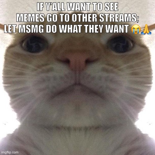 And if you want politics go to the politics stream. It’s your choice idc | IF Y’ALL WANT TO SEE MEMES GO TO OTHER STREAMS; LET MSMG DO WHAT THEY WANT 😭🙏 | image tagged in staring cat/gusic | made w/ Imgflip meme maker