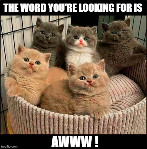 To Make You Smile ! | THE WORD YOU'RE LOOKING FOR IS; AWWW ! | image tagged in cats,kittens,smile,aww | made w/ Imgflip meme maker