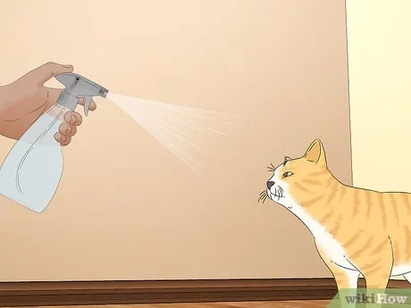 Cat Spray Blank Meme Template