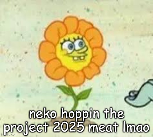 flowey | neko hoppin the project 2025 meat lmao | image tagged in flowey | made w/ Imgflip meme maker