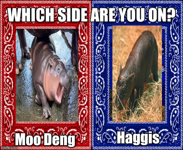 Fight it out in the comments | Moo Deng; Haggis | image tagged in which side are you on,cute animals,gangsta,animals | made w/ Imgflip meme maker