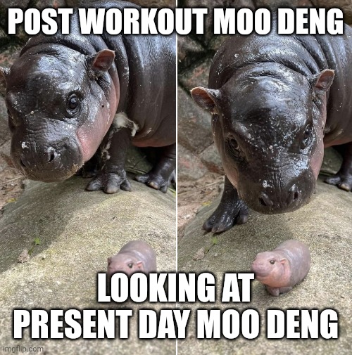 Why so many Moo Dengs | POST WORKOUT MOO DENG; LOOKING AT PRESENT DAY MOO DENG | image tagged in hippo,hippopotamus,zoo,animal,animals,toy | made w/ Imgflip meme maker