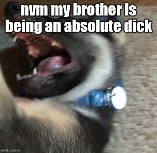 angy doggo | nvm my brother is being an absolute dick | image tagged in angy doggo | made w/ Imgflip meme maker